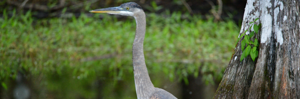 Everglades wildlife