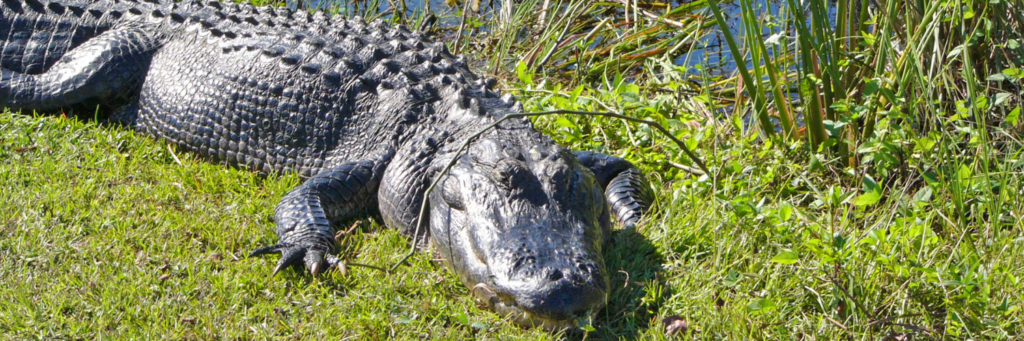 Everglades alligator