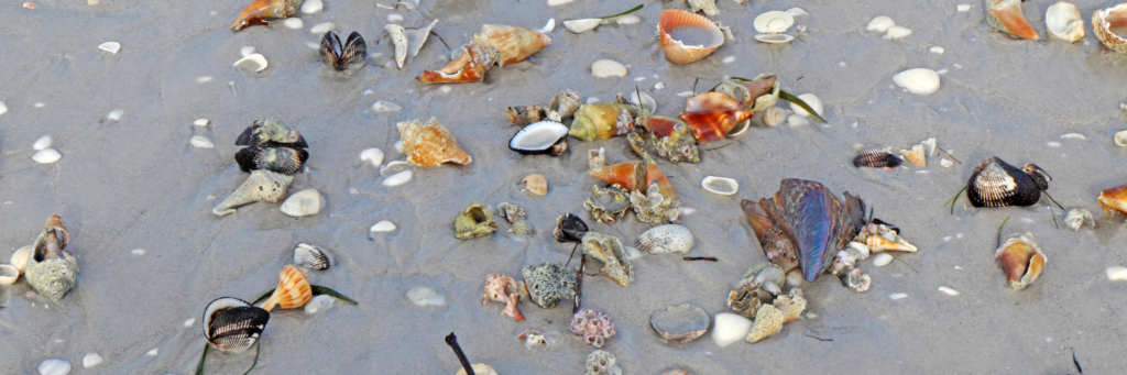 Sanibel Island Shells